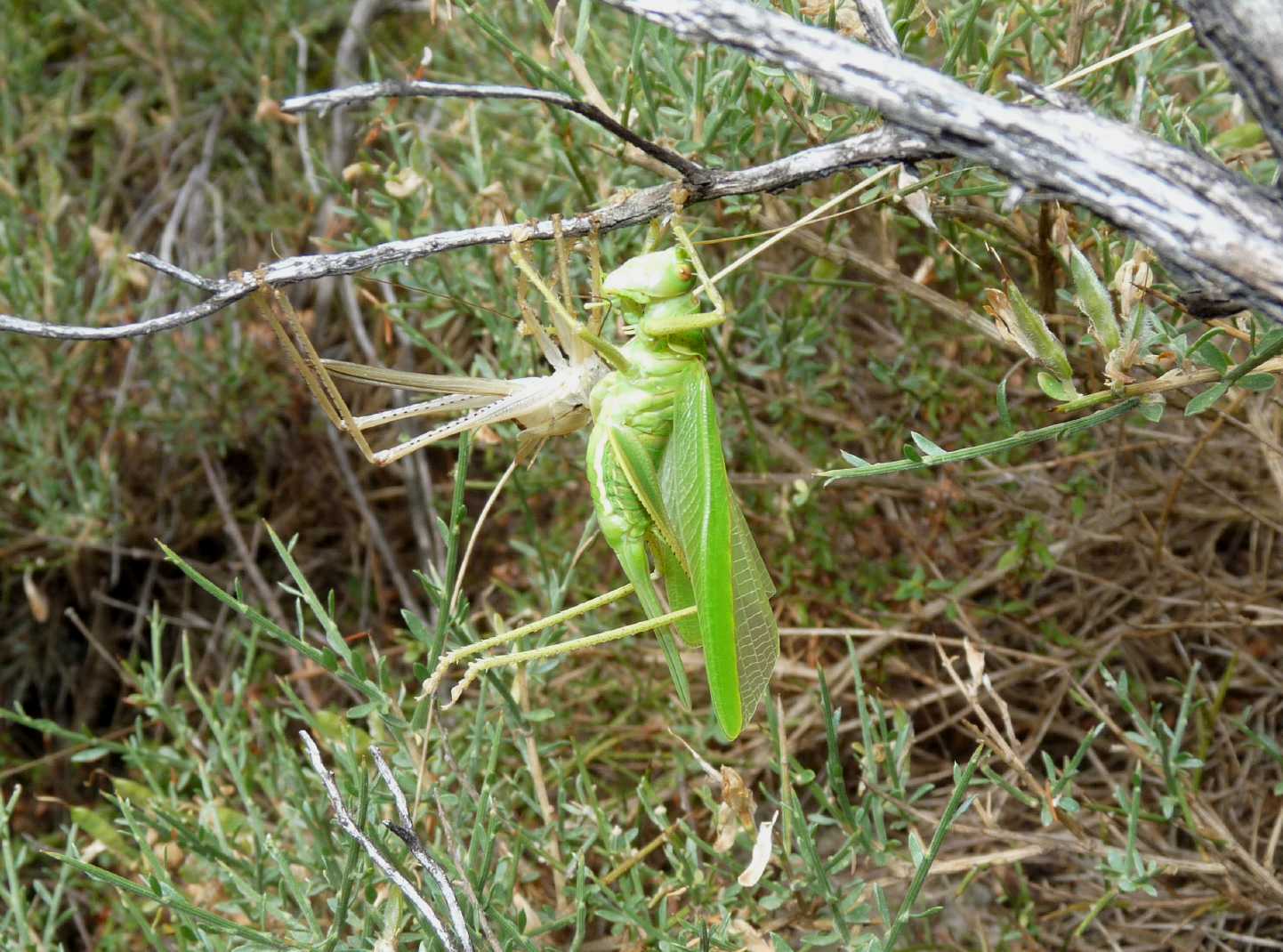 Tettigonia sp.: Ultima muta